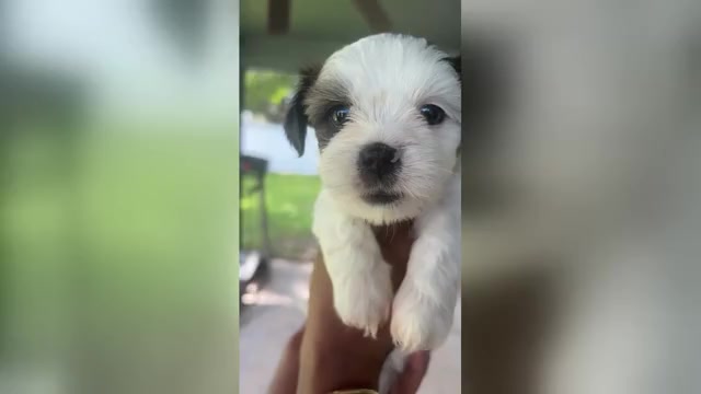 Video preview image #8 Mal-Shi Puppy For Sale in CAPE CORAL, FL, USA