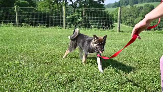 Video preview image #2 Akita Puppy For Sale in MILLERSBURG, OH, USA