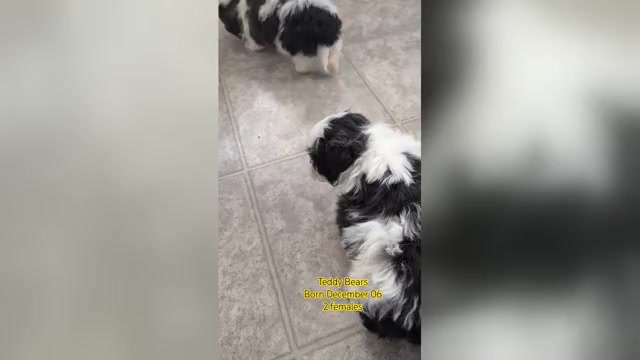 Video preview image #3 Zuchon Puppy For Sale in GOSHEN, IN, USA