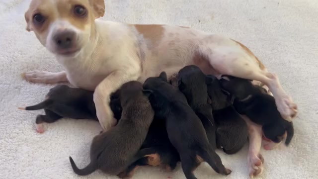 Video preview image #1  Breeder Profile in SAN ANTONIO, TX, USA