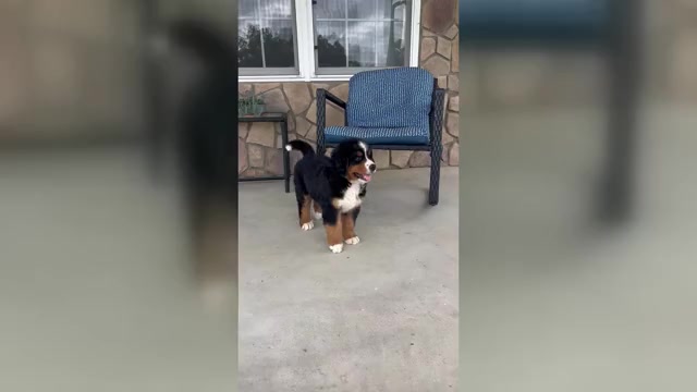 Video preview image #1 Bernese Mountain Dog Puppy For Sale in MCCONNELSVILLE, OH, USA