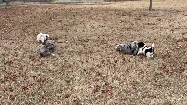 Video preview image #1 Bernedoodle (Miniature) Puppy For Sale in SALUDA, SC, USA