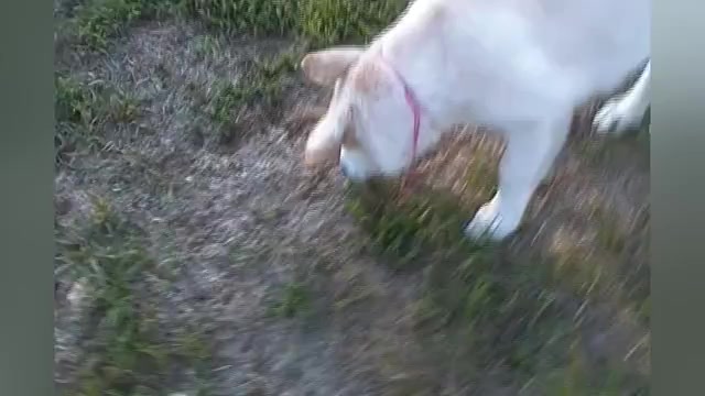 Video preview image #1 German Shepherd Dog Puppy For Sale in PIEDMONT, MO, USA