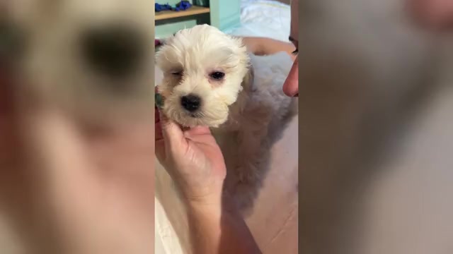 Video preview image #1 Chonzer Puppy For Sale in MORENO VALLEY, CA, USA