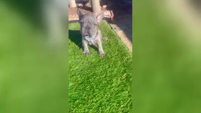 Video preview image #1 French Bulldog Puppy For Sale in SANTA MONICA, CA, USA