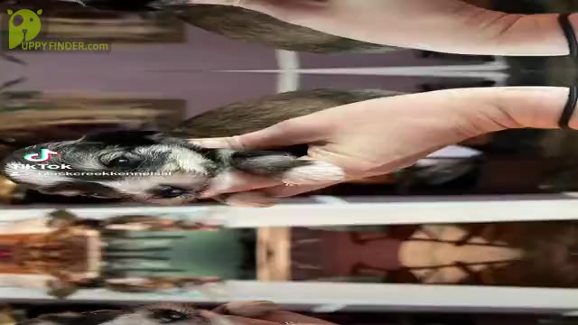 Video preview image #1  Breeder Profile in WELLINGTON, AL, USA