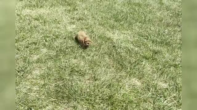 Video preview image #1 Cavalier King Charles Spaniel Puppy For Sale in WARSAW, IN, USA