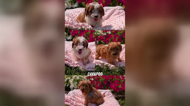 Video preview image #1 Cavapoo Puppy For Sale in GOSHEN, IN, USA