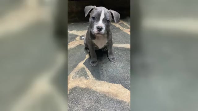 Video preview image #1 American Pit Bull Terrier Puppy For Sale in STONE MOUNTAIN, GA, USA
