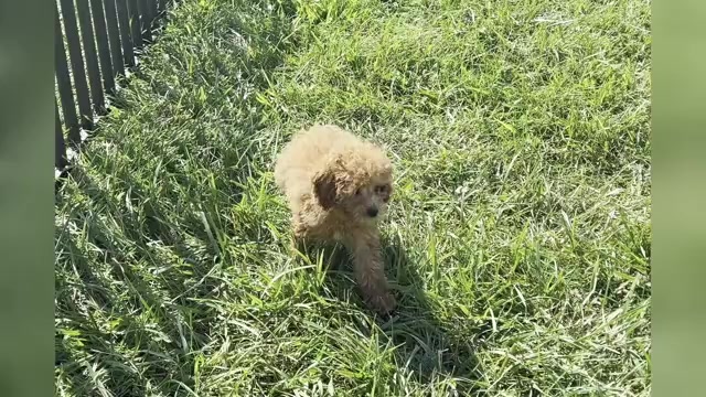 Video preview image #1 Poodle (Toy) Puppy For Sale in WARSAW, IN, USA