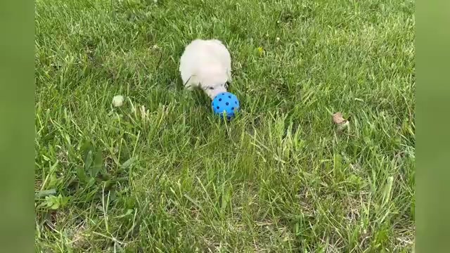 Video preview image #1 Maltipoo Puppy For Sale in WARSAW, IN, USA