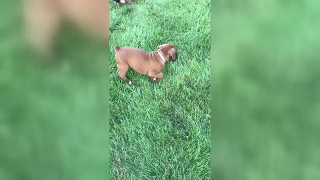 Video preview image #1 Boxer Puppy For Sale in APPLE CREEK, OH, USA