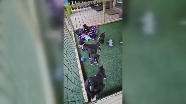 Video preview image #1 Boxer Puppy For Sale in OPELIKA, AL, USA