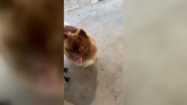 Video preview image #5 Pomeranian Puppy For Sale in ADA, OK, USA