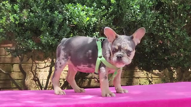 Video preview image #1 French Bulldog Puppy For Sale in CONYERS, GA, USA