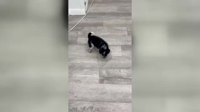 Video preview image #1 Beaglier Puppy For Sale in MILLERSBURG, OH, USA