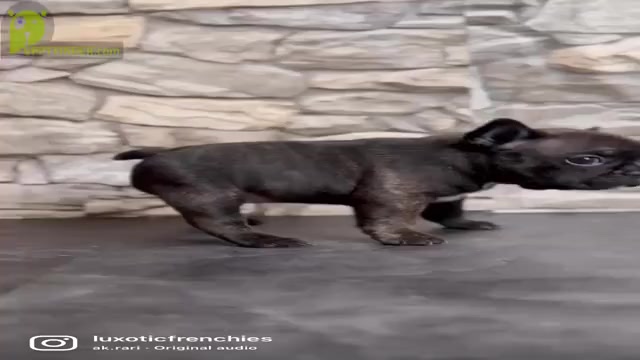 Video preview image #1 French Bulldog Puppy For Sale in BRYAN, TX, USA