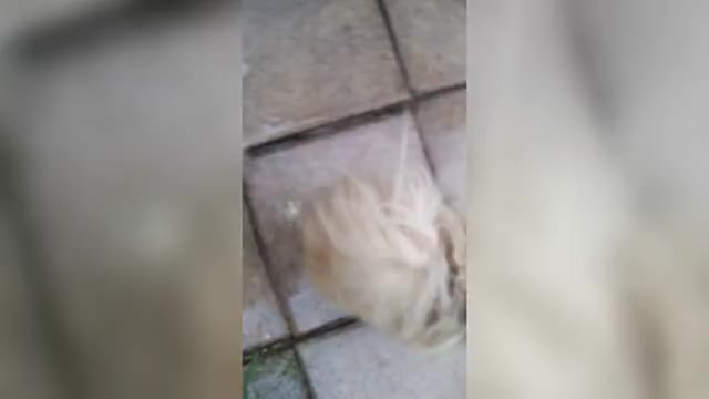 Video preview image #3 Pomeranian Puppy For Sale in TITUSVILLE, FL, USA