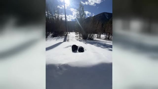 Video preview image #4 Cocker Spaniel Puppy For Sale in BRECKENRIDGE, CO, USA