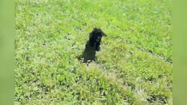 Video preview image #1 Poodle (Miniature) Puppy For Sale in WARSAW, IN, USA