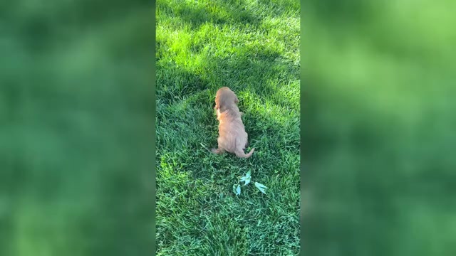 Video preview image #1 Cavalier King Charles Spaniel Puppy For Sale in NILES, MI, USA