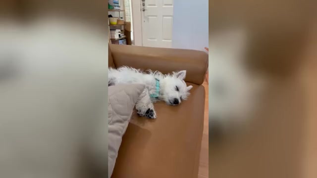 Video preview image #1 West Highland White Terrier Puppy For Sale in SAN DIEGO, CA, USA