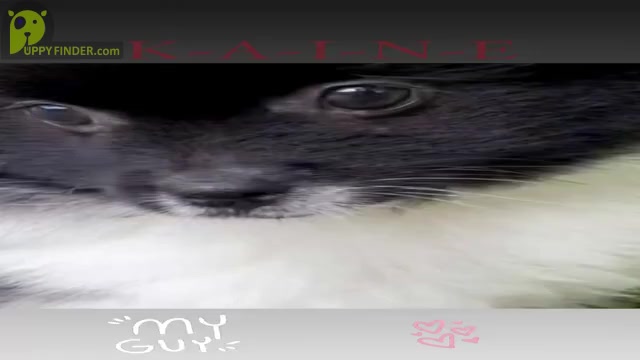 Video preview image #6  Breeder Profile in ADA, OK, USA