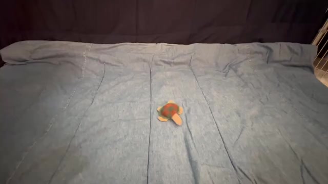 Video preview image #25 French Bulldog Puppy For Sale in ORANGE, TX, USA