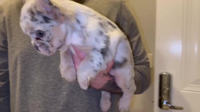 Video preview image #5 French Bulldog Puppy For Sale in SAN DIEGO, CA, USA