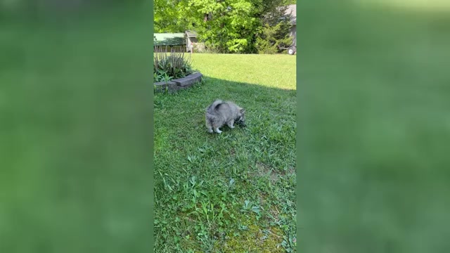 Video preview image #2 Pomsky Puppy For Sale in GREENVILLE, MO, USA