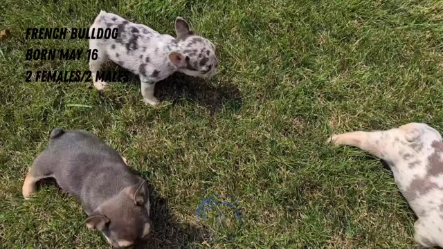 Video preview image #4 French Bulldog Puppy For Sale in GOSHEN, IN, USA