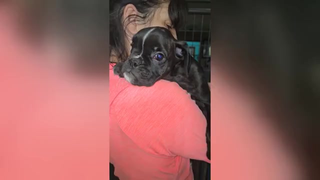 Video preview image #6 Boxer Puppy For Sale in BAUDETTE, MN, USA