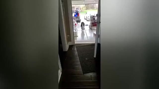 Video preview image #3  Breeder Profile in SAINT JOHN, IN, USA