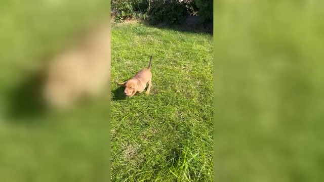 Video preview image #1 Bloodhound Puppy For Sale in FORT MORGAN, CO, USA