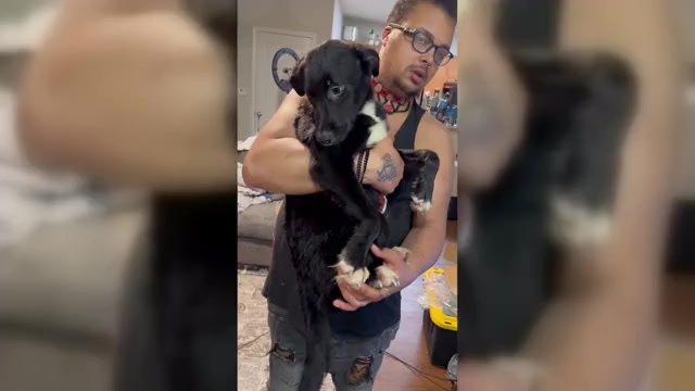 Video preview image #4 American Staffordshire Terrier-Siberian Husky Mix Puppy For Sale in SNEADS FERRY, NC, USA