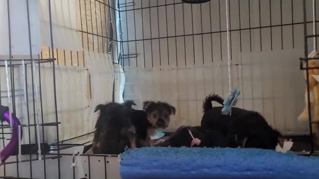 Video preview image #3 Yorkshire Terrier Puppy For Sale in AKRON, OH, USA