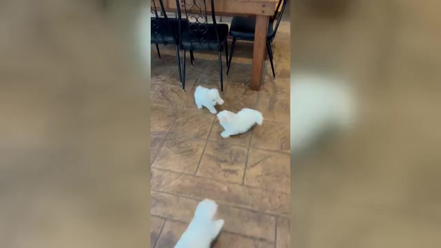 Video preview image #3 Coton de Tulear Puppy For Sale in BIG RAPIDS, MI, USA