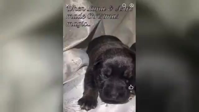 Video preview image #1  Breeder Profile in COVENTRY, RI, USA