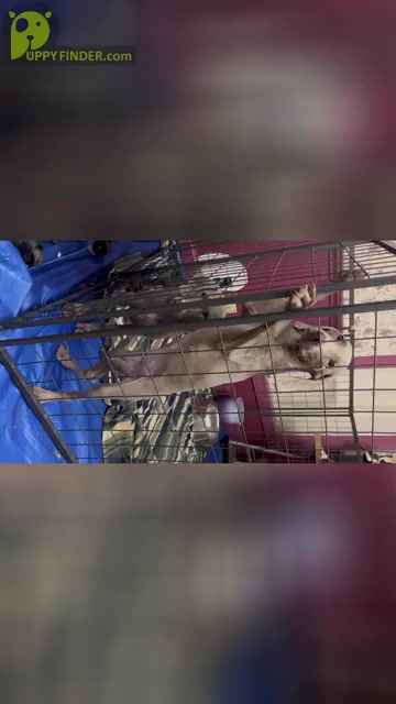 Video preview image #3 Weimaraner Puppy For Sale in ELKTON, KY, USA