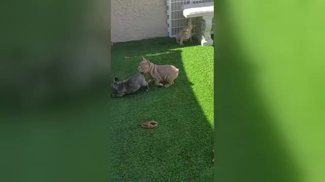 Video preview image #1 French Bulldog Puppy For Sale in LAS VEGAS, NV, USA