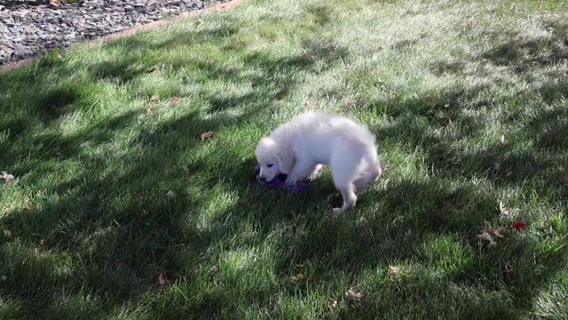 Video preview image #1 Golden Retriever Puppy For Sale in SYRACUSE, IN, USA