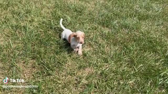 Video preview image #1 Dachshund Puppy For Sale in WARSAW, IN, USA