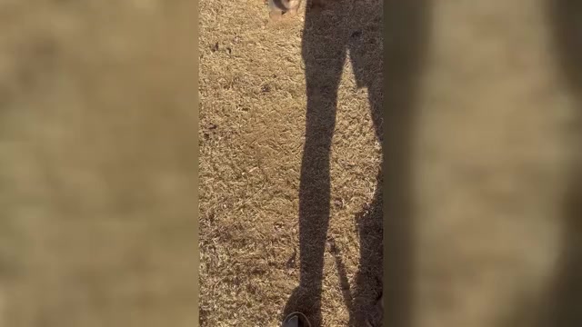 Video preview image #2 Belgian Malinois Puppy For Sale in ATHENS, AL, USA