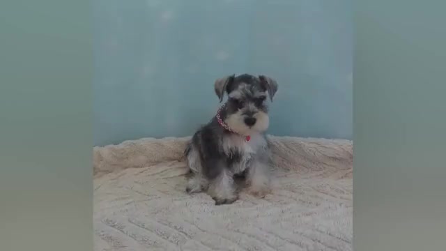 Video preview image #1 Schnauzer (Miniature) Puppy For Sale in HOLLYWOOD, FL, USA