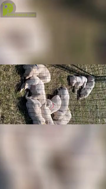 Video preview image #2 Labrador Retriever Puppy For Sale in BRANDY STATION, VA, USA