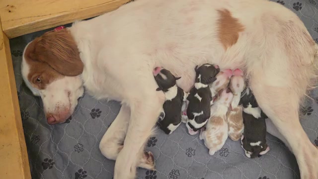 Video preview image #2 Brittany Puppy For Sale in FORT COLLINS, CO, USA