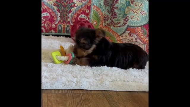 Video preview image #1 Yorkshire Terrier Puppy For Sale in ROCK STREAM, NY, USA