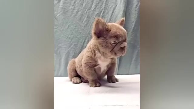 Video preview image #1 French Bulldog Puppy For Sale in BALTIMORE, MD, USA