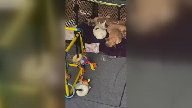 Video preview image #4  Breeder Profile in PERRIS, CA, USA