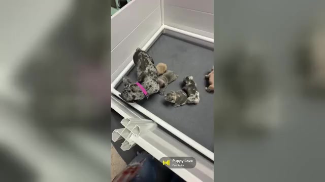 Video preview image #1  Breeder Profile in BRUNSWICK, MO, USA